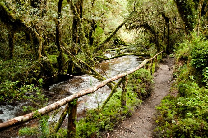 Parque Nacional Queulat in Coyhaique - Pickup Details and Start Time