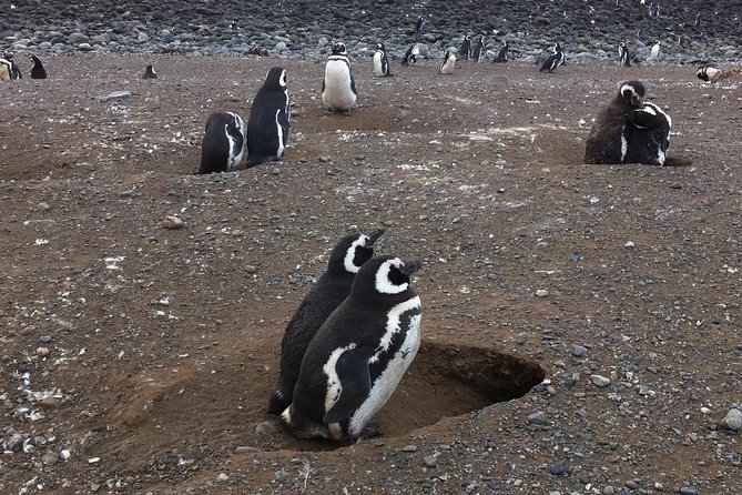 Penguins Reserve at Magdalena in the Strait of Magellan