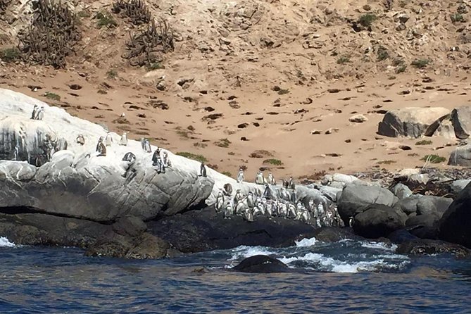Penguins Watching-Navigation & HorseRide&Barbecue From VALPARAISO - Inclusions and Amenities