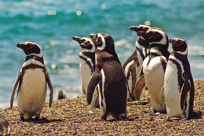 Peninsula Valdes Penguin Exploration & Punta Norte - Group Size