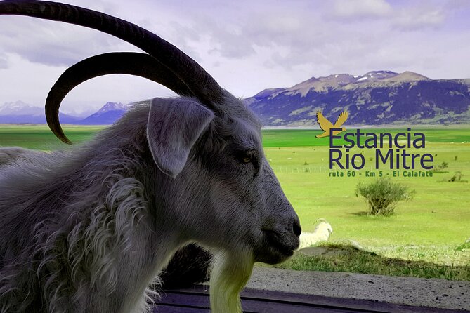 Perito Moreno Glacier Shared Tour - Tour Details