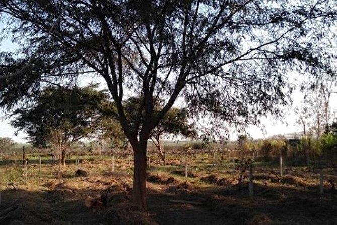 Pisco and Wine Tasting in Ica (Private Tour Includes Breakfast)