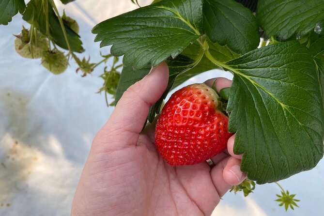 Pocheon Art Valley With Strawberry Picking Half-Day Tour - Tour Overview