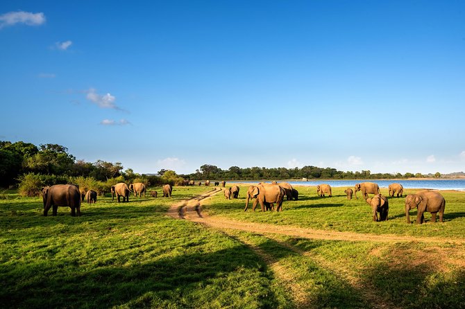 Polonnaruwa Ancient Kingdom and Wild Elephant Safari From Kandy