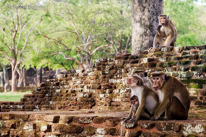 Polonnaruwa Day Tour From Kandy
