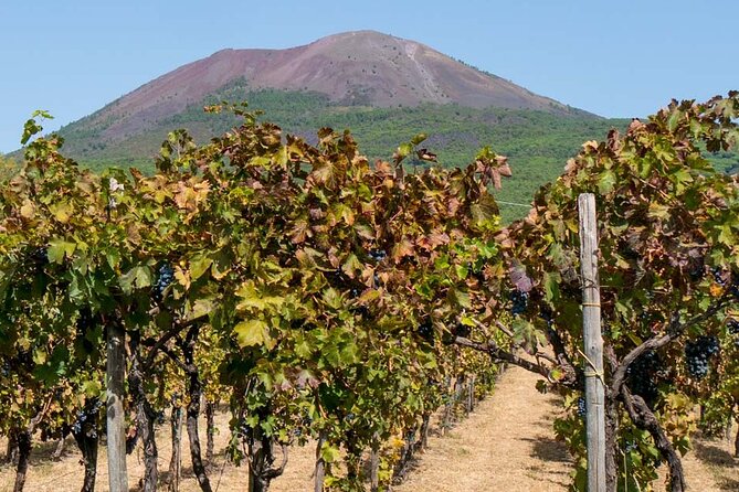 Pompei and Mount Vesuvius Wine Tasting Private Tour From Salerno