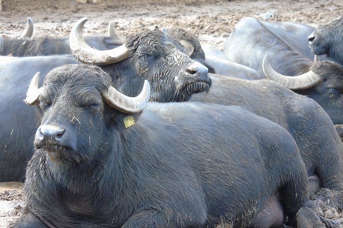 Pompeii Skip-The-Line and Naples Full Day Tour From Rome - Tour Highlights