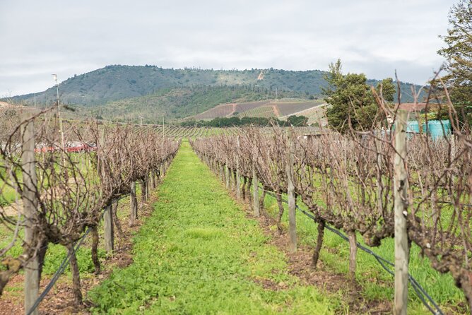 Premium Wine Tasting and Private Transport to Casas Del Bosque - Location: Santiago, Chile