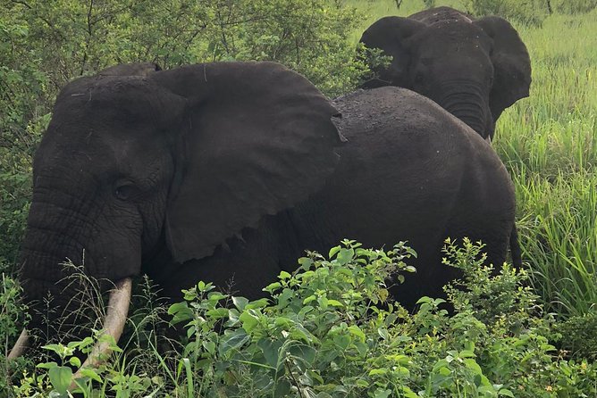 Primates and Wildlife | Uganda & Rwanda | 6 Days
