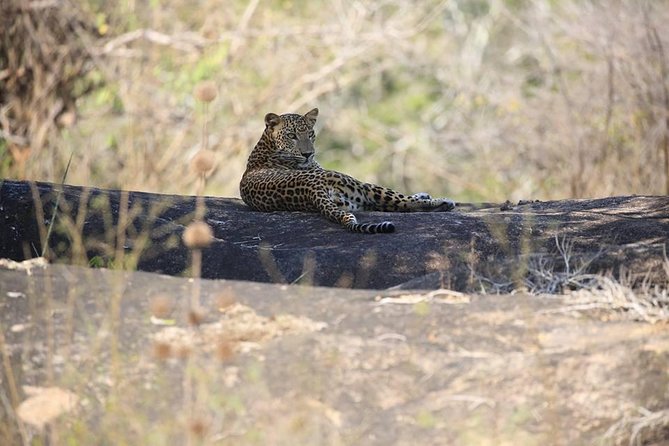 Private 02 Day Leopard Safari in Yala From Colombo - Inclusions and Exclusions