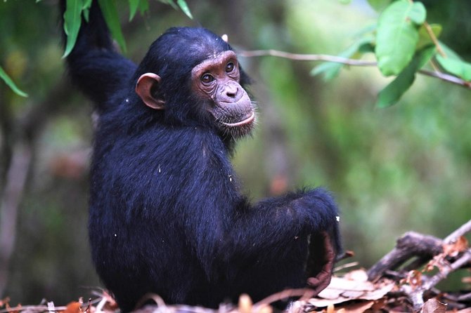 Private 10 Days Primate Experience and Queen Elizabeth Safari Tour - Tour Overview