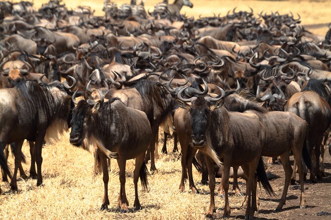 Private 10 Days Tour Visit of Tanzania With Meals Included - Tour Overview