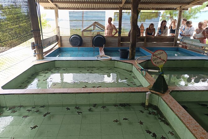 Private 2 Hours Snorkeling Experience With Baby Turtles Visit
