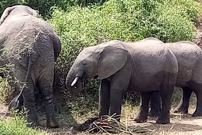 Private 3 Days Murchison Falls National Park - Itinerary Highlights