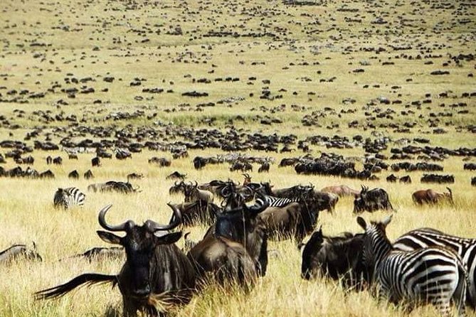 Private 6-Day Wildebeest Migration Safari + Hazdabe Lake Eyasi - Inclusions and Exclusions