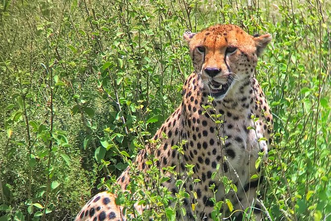 Private 6 Days Aberdares, Lake Nakuru and Masai Mara Wildlife Safari