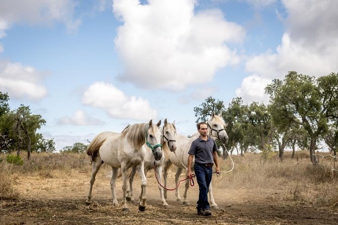 Private Alentejo Tour With Lunch and Horseback Ride Along Melides Beach - Tour Overview