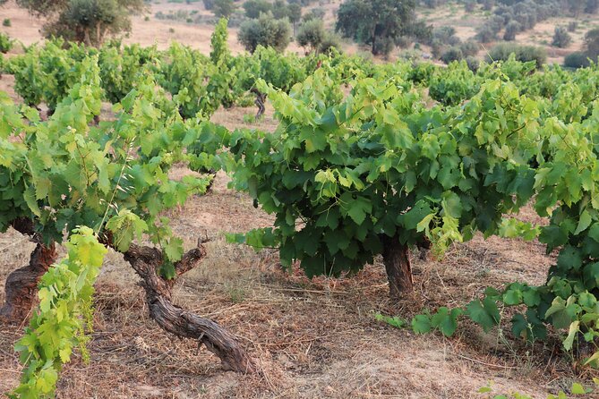 Private and Culturally Immersive Talha Wine Tasting, Mora - Overview of Talha Wine Tasting Experience