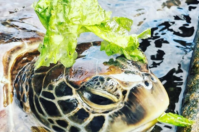 Private Baraka Natural Aquarium Tour; Spice Tour; Prison Island Tour - Inclusions