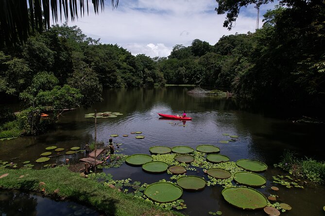 Private Bird Watching Experience in Los Chocuacos - Details and Inclusions