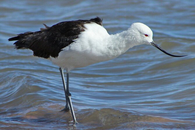 Private Bird Watching on Lake Titicaca