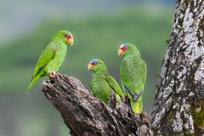 Private Birdwatching at Monteverde - Pricing and Inclusions