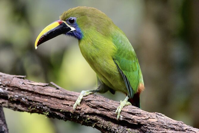 Private Birdwatching Tour at Curi Cancha Reserve in Monteverde - Tour Details