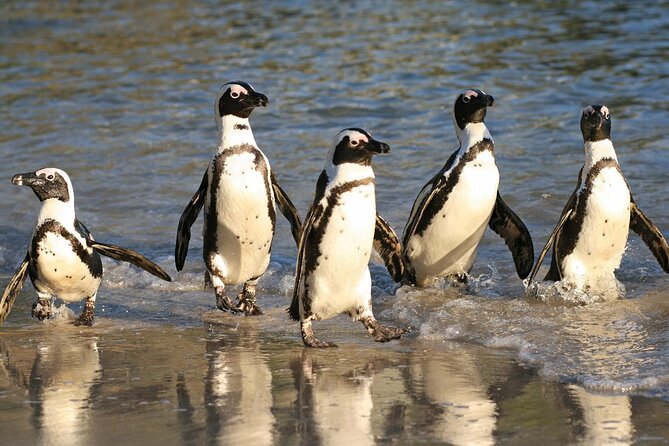 Private Cape of Good Hope, Chapman's Peak Drive, Penguin Day Tour - Pickup Locations