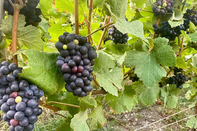 Private Champagne AYALA Since 1860, Moet & Chandon From Paris - Location: Paris, France