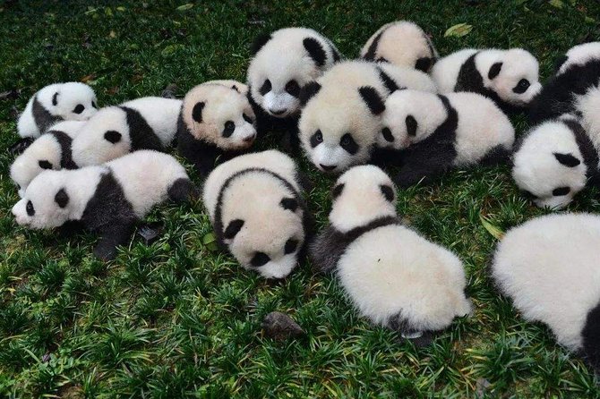 Private Chengdu Highlights Day Trip: Panda Base and City From Xiamen by Air - Booking and Confirmation Process