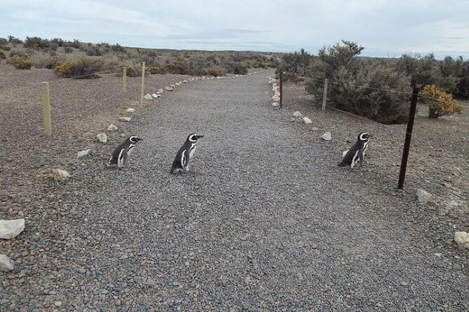 Private Cruise Shore Excursion to Punta Tombo - Tour Details