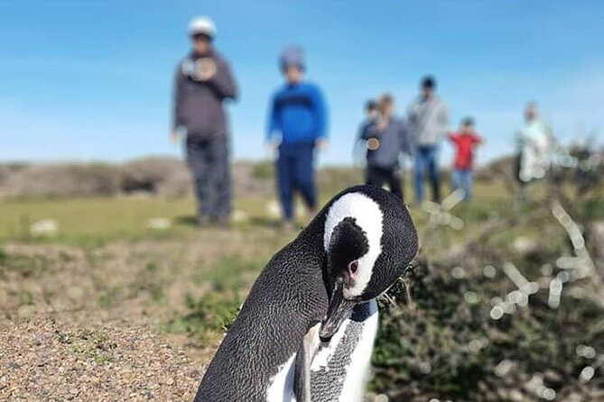 Private Day Tour to Punta Tombo Penguin Colony From Puerto Madryn - Tour Highlights