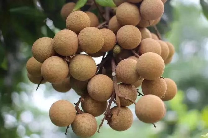 Private Day Tour to Shimen National Park From Guangzhou + Seasonal Fruit Pickup - Inclusions and Pickup