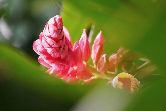 Private Day Tour to South China Botanical Garden From Guangzhou