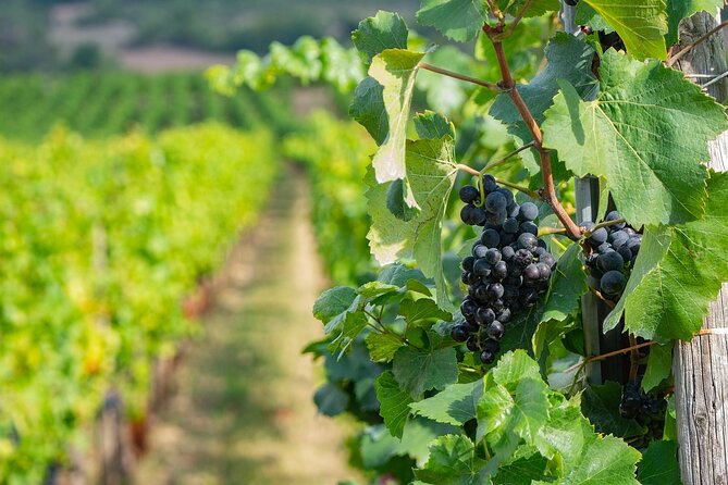 Private Day Trip From Basel to Alsace Wine Region, Local Driver - Pickup and Customization