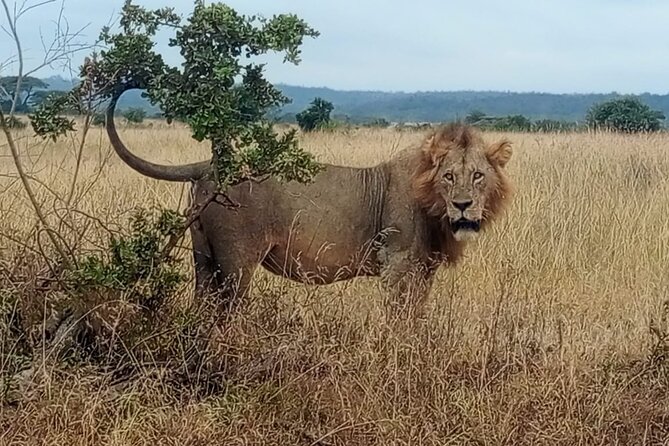 Private Day Trip in Lake Nakuru Safari