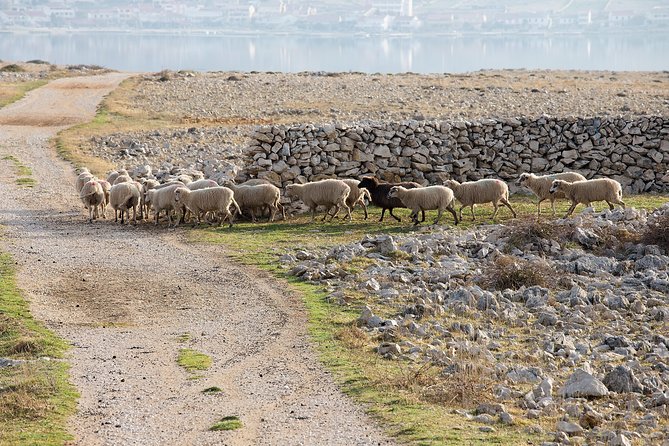 Private Day Trip to Pag Island and Nin Saltworks From Zadar - Additional Information for Travelers