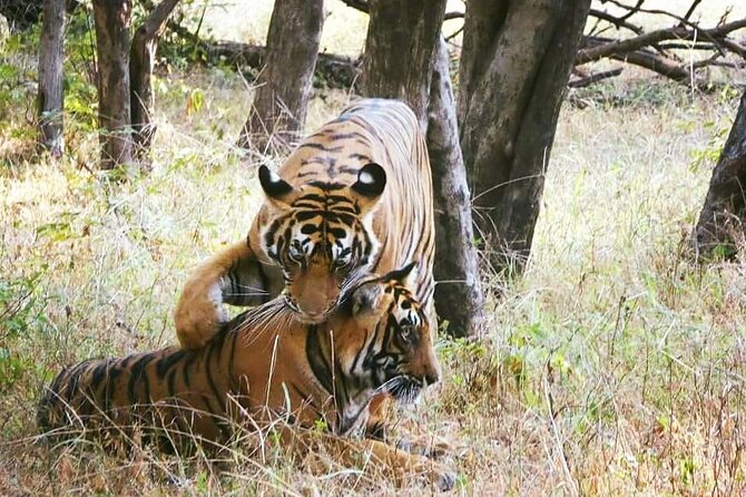 Private Day Trip to Ranthambore National Park From Jaipur