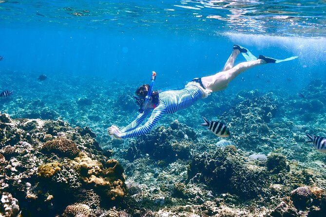 Private Dolphin House Speedboat & One Intro Diving – Hurghada
