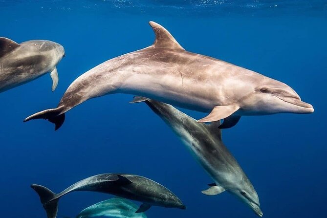 Private Dolphin Tour; Kuza Cave; Paje Beach; The Rock Restaurant; Jozani Forest - Tour Details