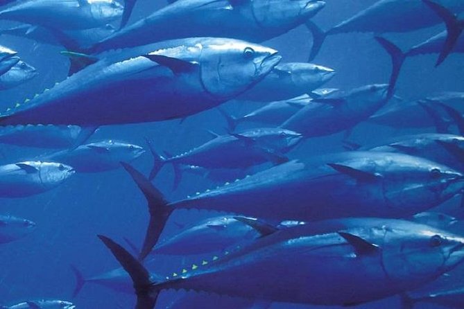 Private Fishing Trip Morning – Hurghada