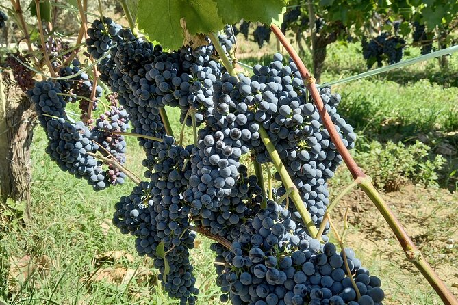 Private Food and Wine Experience in Montepulciano Tuscany - Experience Highlights