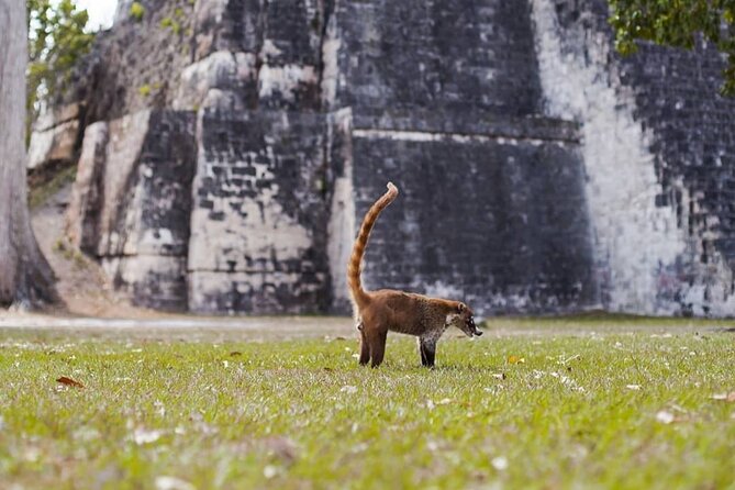 Private Full Day Tour in Tikal From San Ignacio Belize