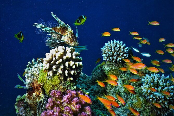 Private Full Day Tour to Aqaba Red Sea From Wadi Rum - Inclusions and Exclusions