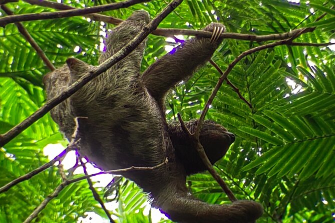 Private Guide Hike Hanging Bridges Místico La Fortuna - Included Amenities and Tickets