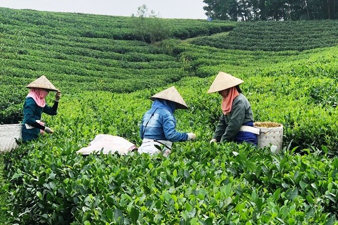 Private Guided Tour: a Spring Day in Dong Giang From Da Nang - Tour Overview