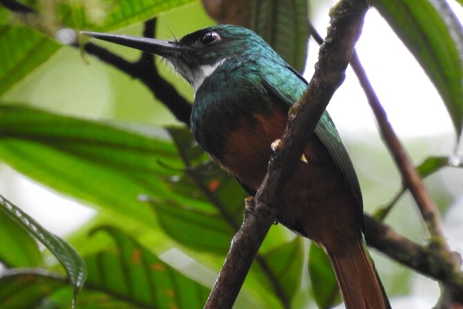 Private Half-Day Bird Watching Tour - Overview of the Tour