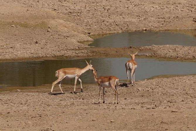 Private Half- Day Bishnoi Village Safari Day Tour In Jodhpur