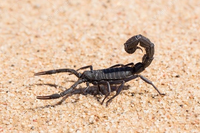 Private Highlights Of Namib Dunes Experience - Inclusions and Services Provided
