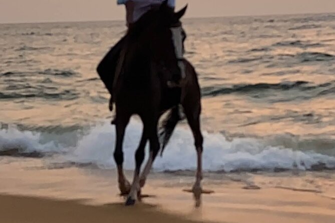Private Horse Riding Activity in Port City - Meeting Point Information